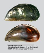 Mytilus planulatus (f) aoteanus